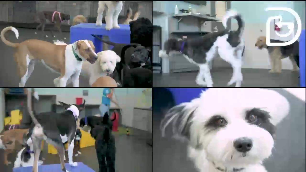 GIVE YOUR DOG A SOCIAL LIFE!