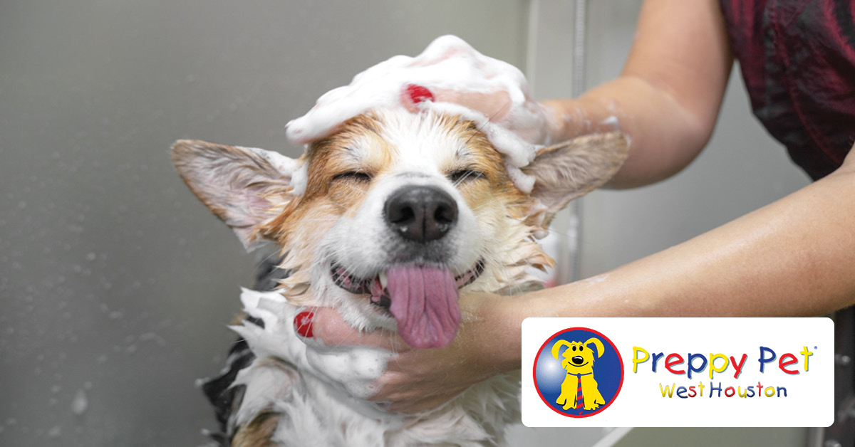$10 OFF Your Pet's First Grooming!