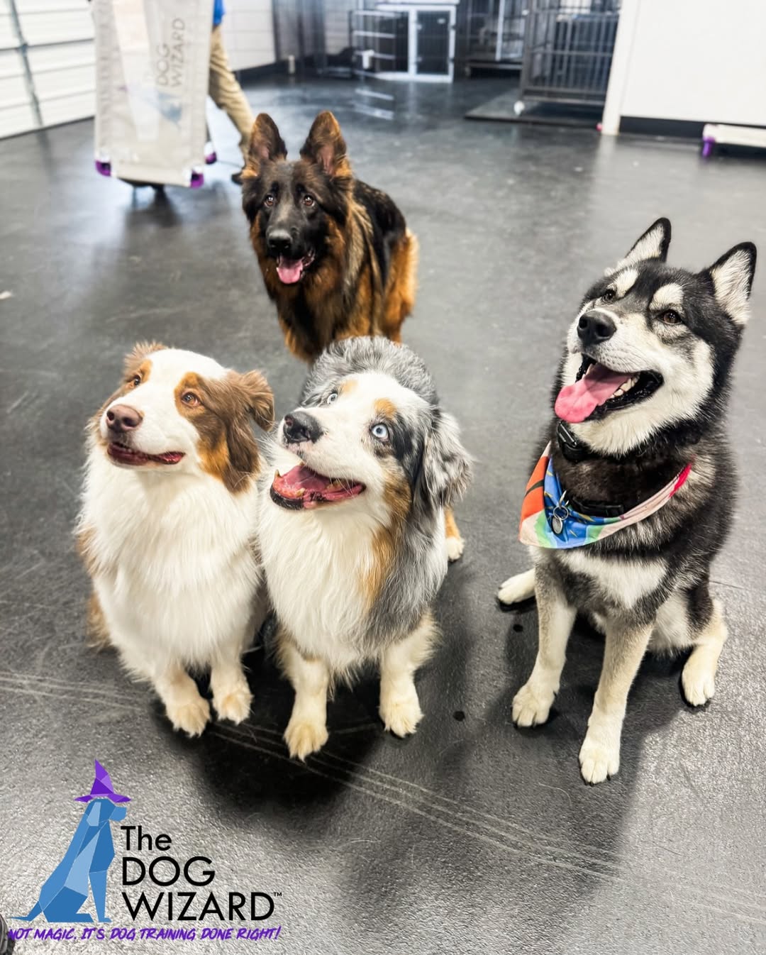 Dog Training Done Right!