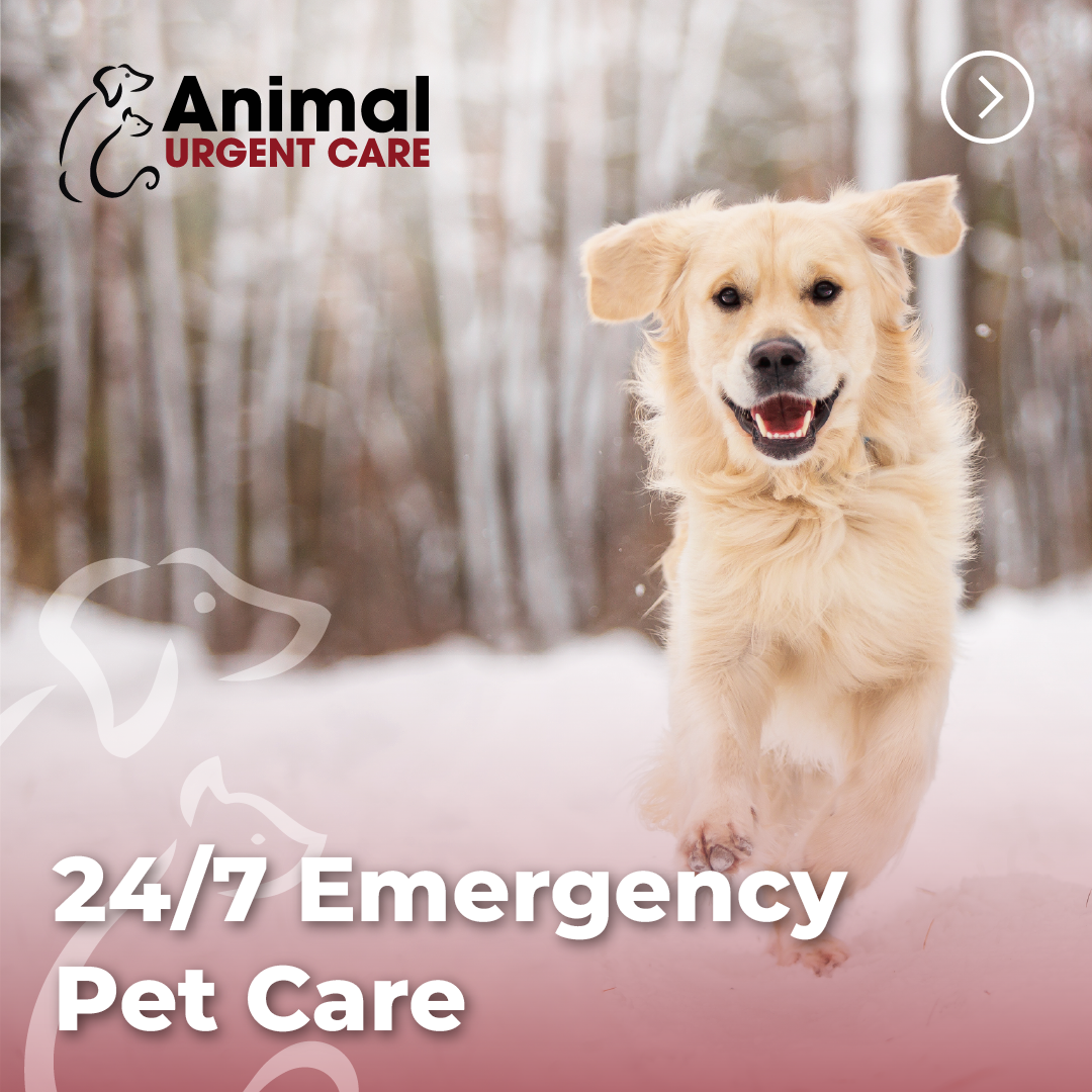 Animal Urgent Care