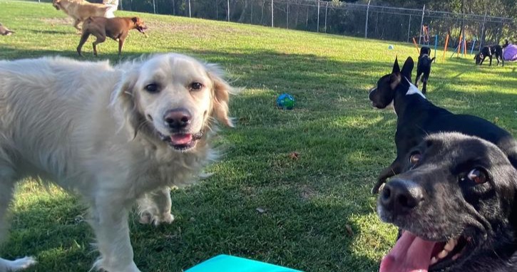 Classy Canines Pet Resort Pet Boarding ad creative