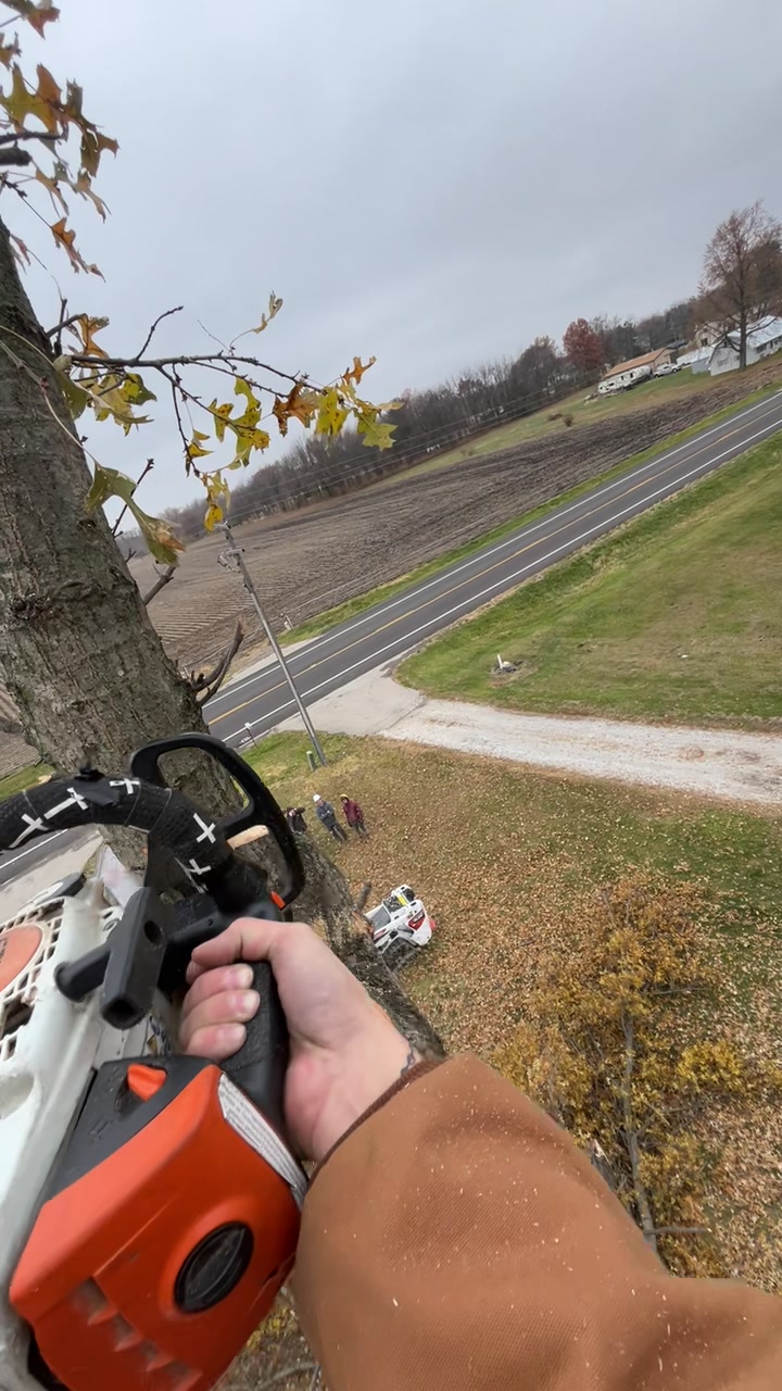 Morris tree service LLC