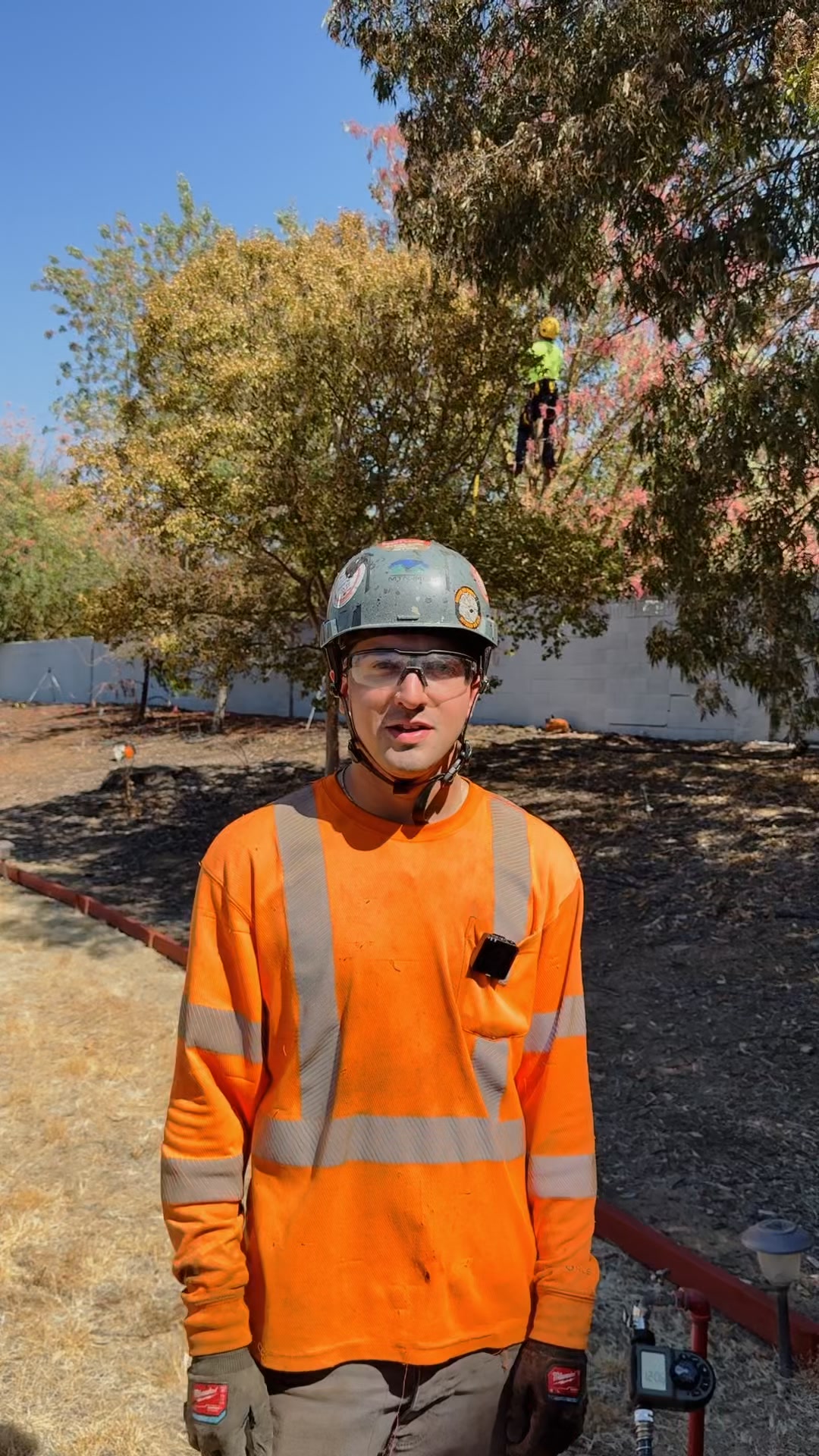 Find out how much tree removal cost