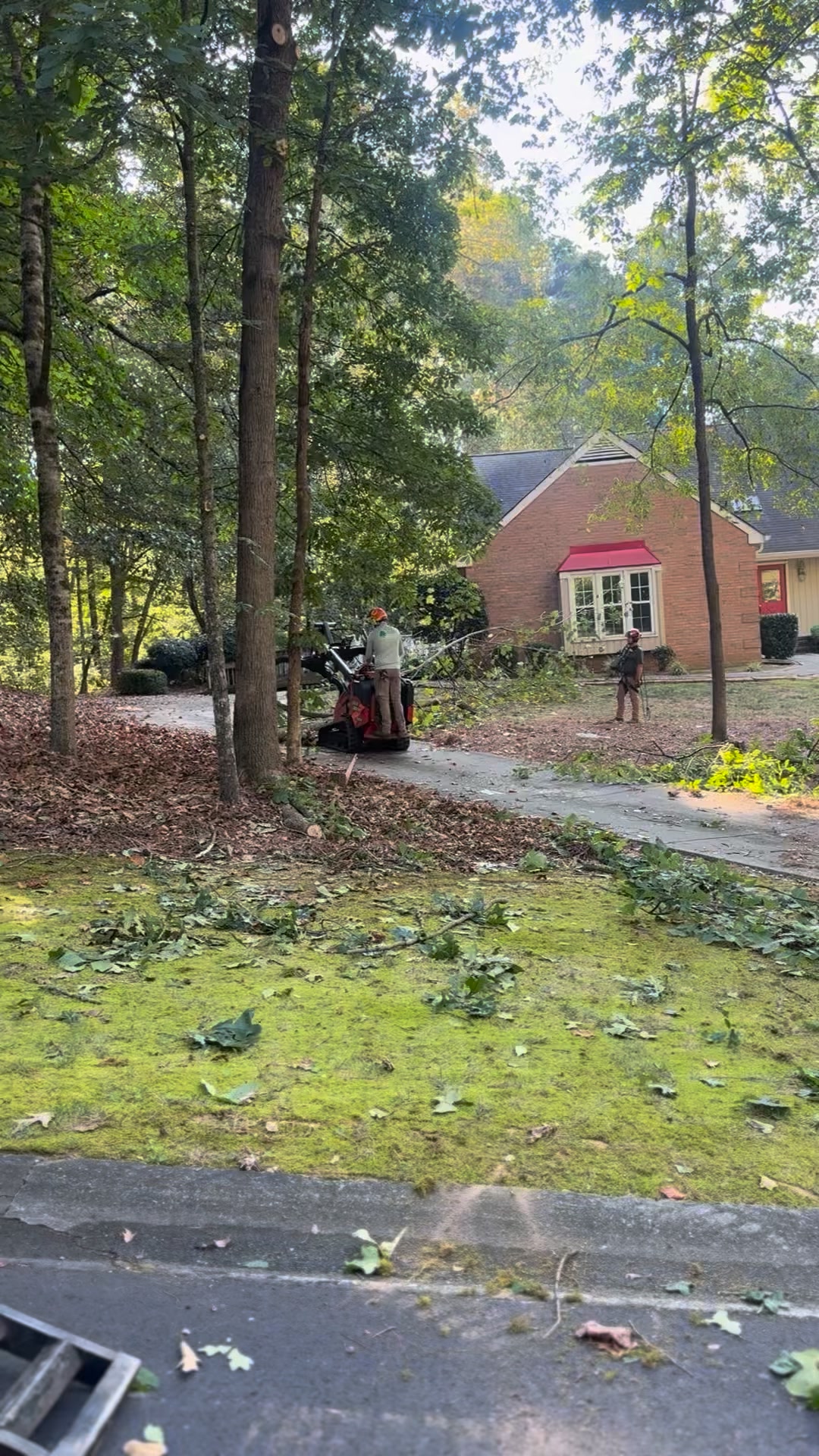 Need Tree Work Done? Call AJ’s Today