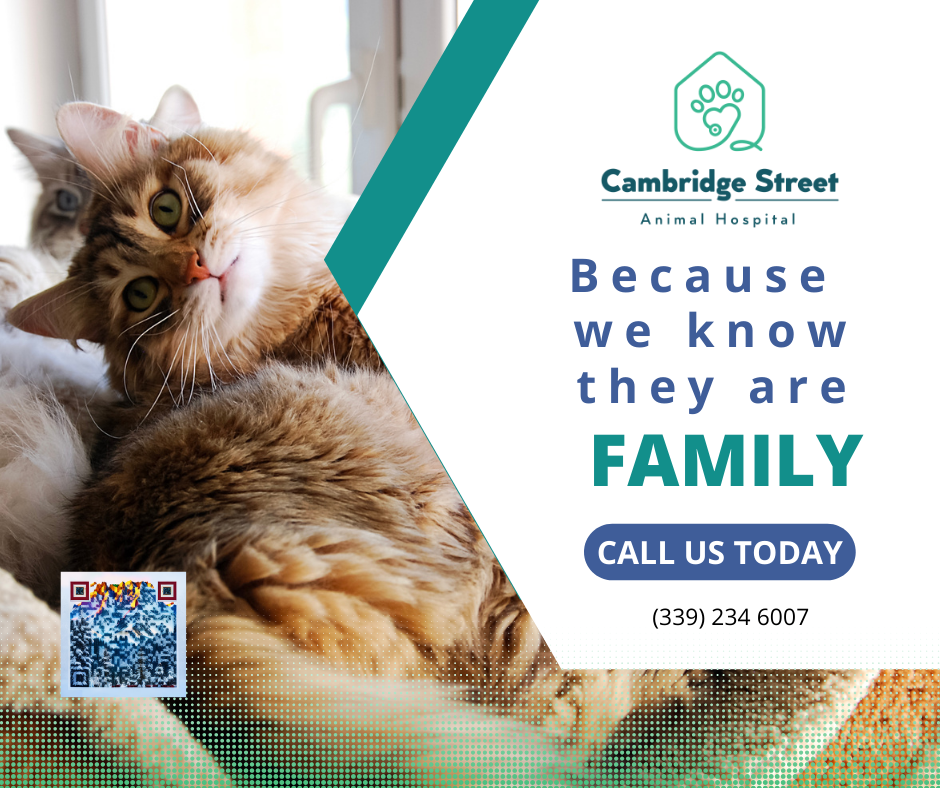 Cambridge Street Animal Hospital
