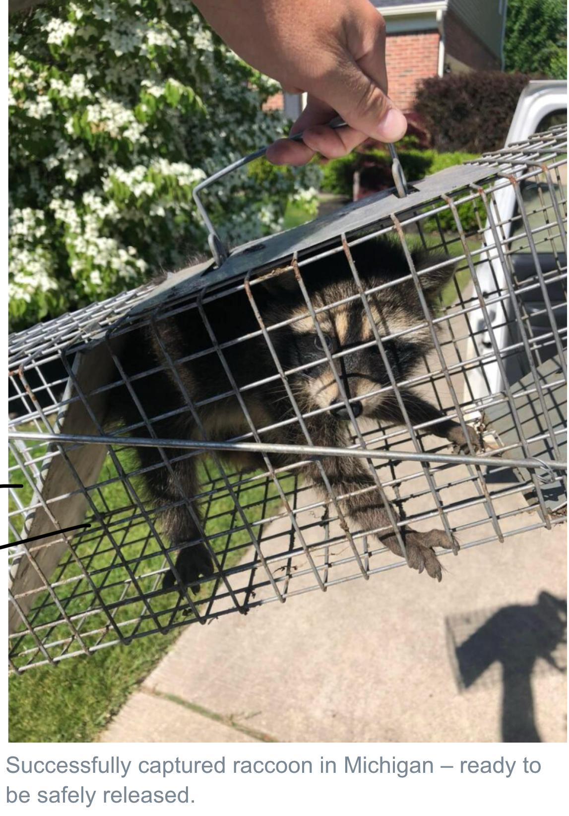 Raccoon Infestation in Michigan Homes: Safe Removal Steps Every Homeowner Should Know - Michigan's Bat Expert | Wildlife Removal Services