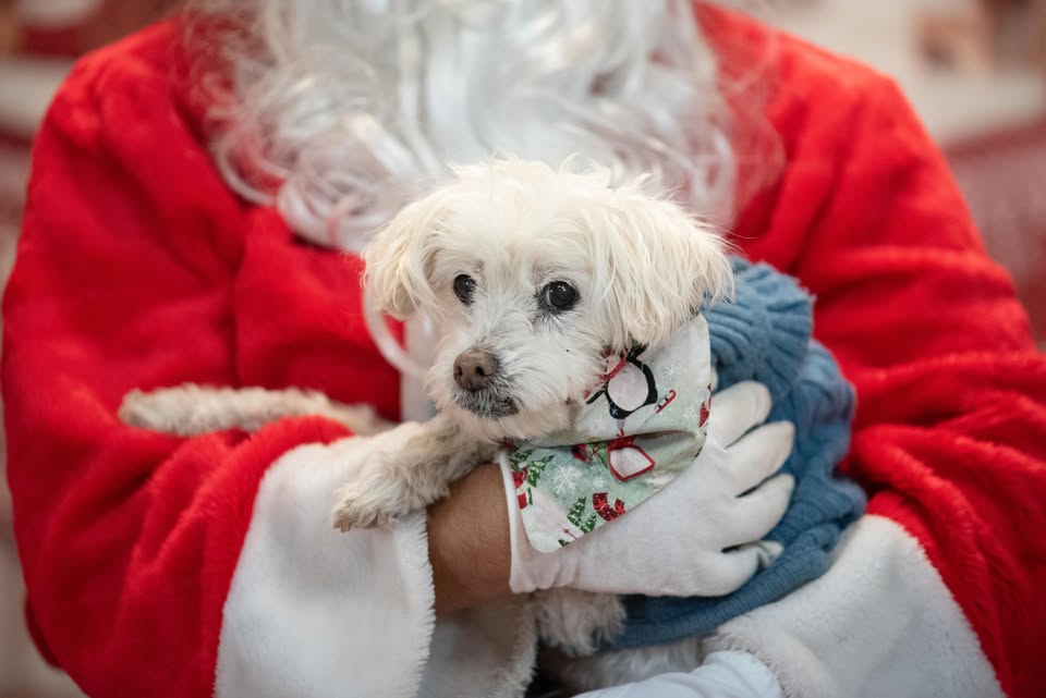 Mary S. Roberts Pet Adoption Center Photographer ad creative