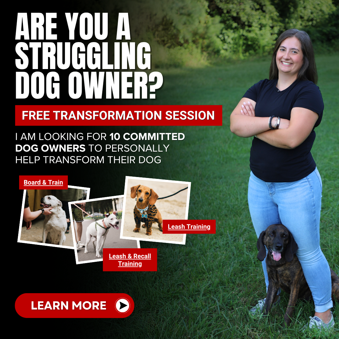 Southern Hounds LLC Dog Training ad creative