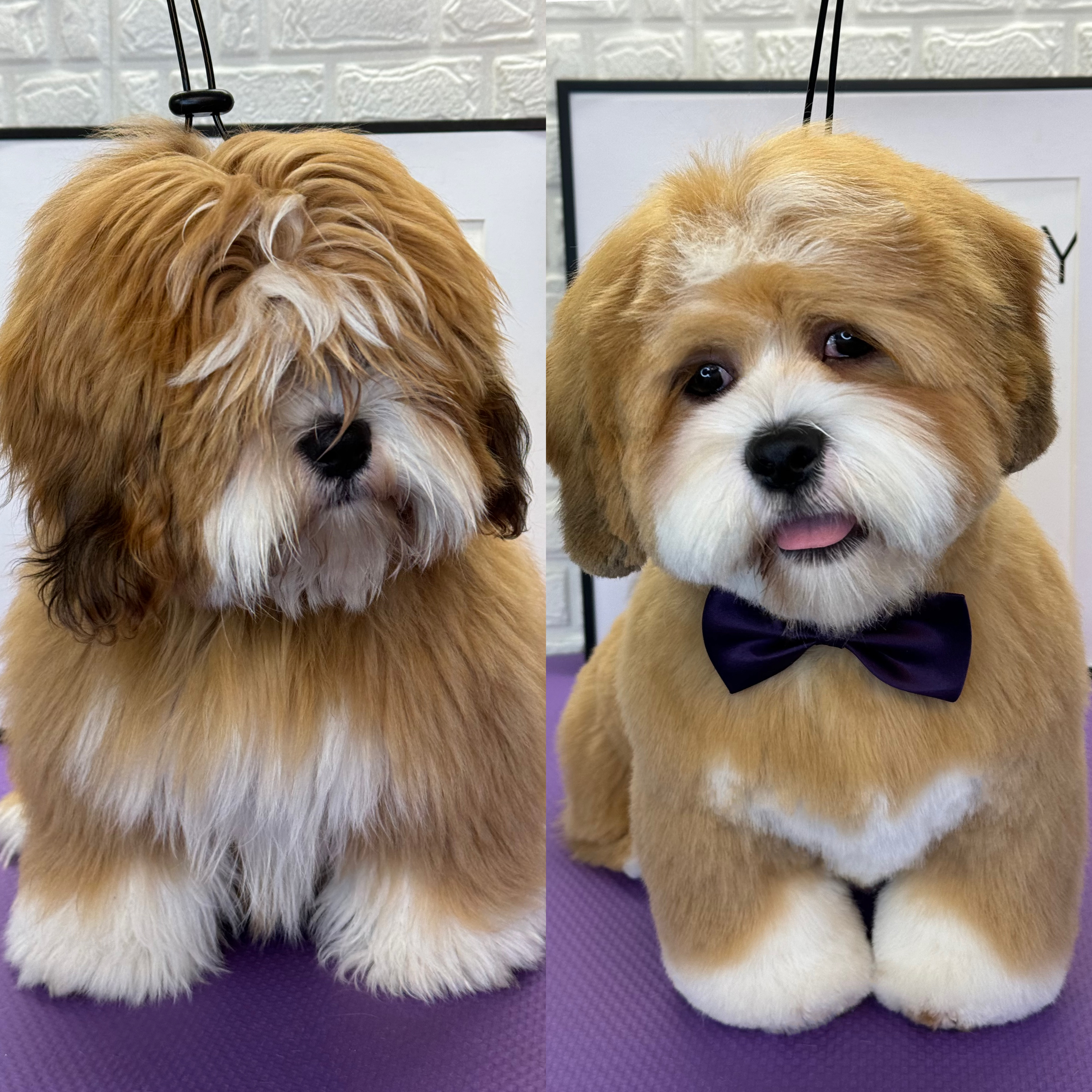 Request Your Grooming Appointment