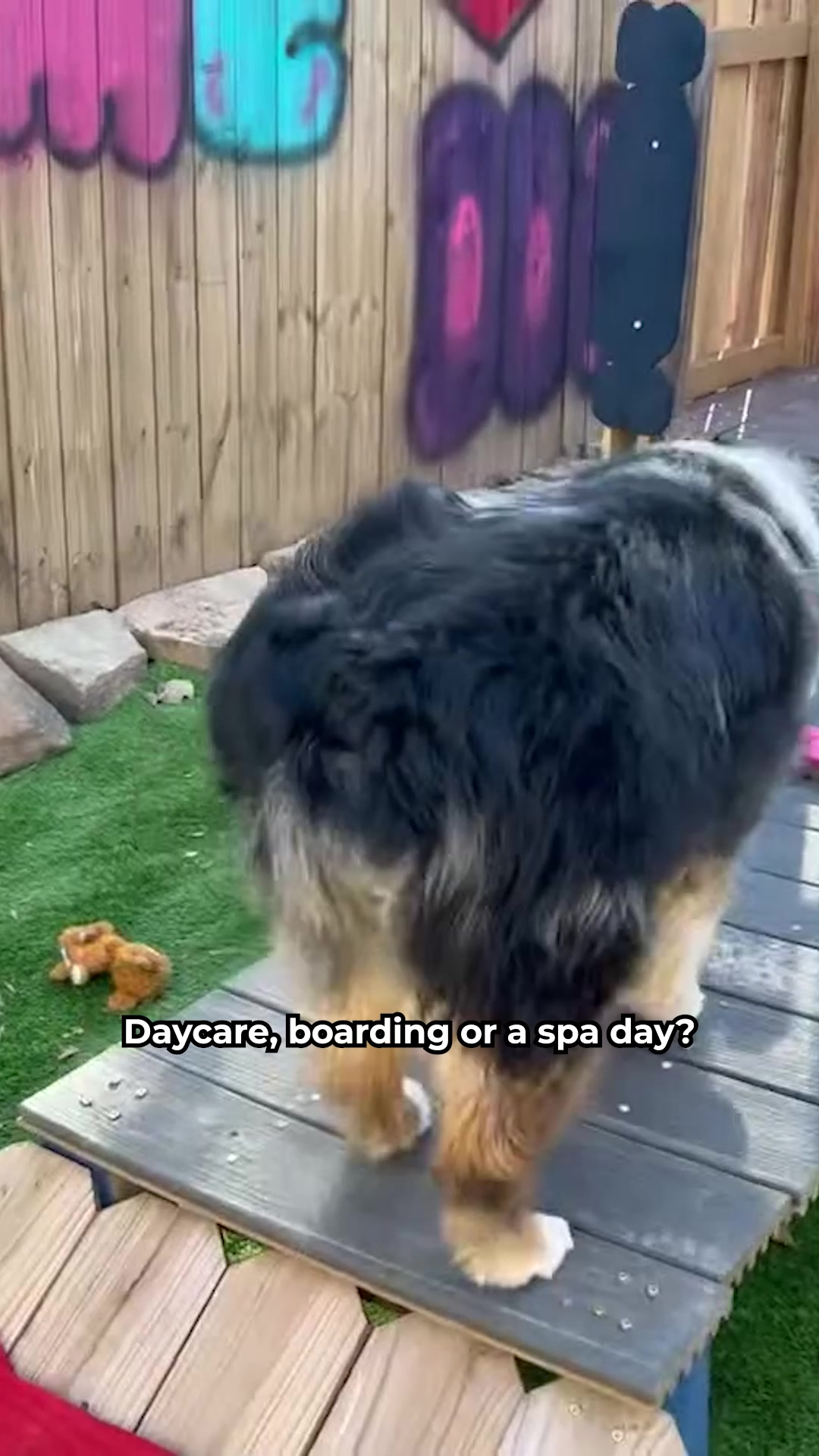 Today's Pet Care Pet Boarding ad creative