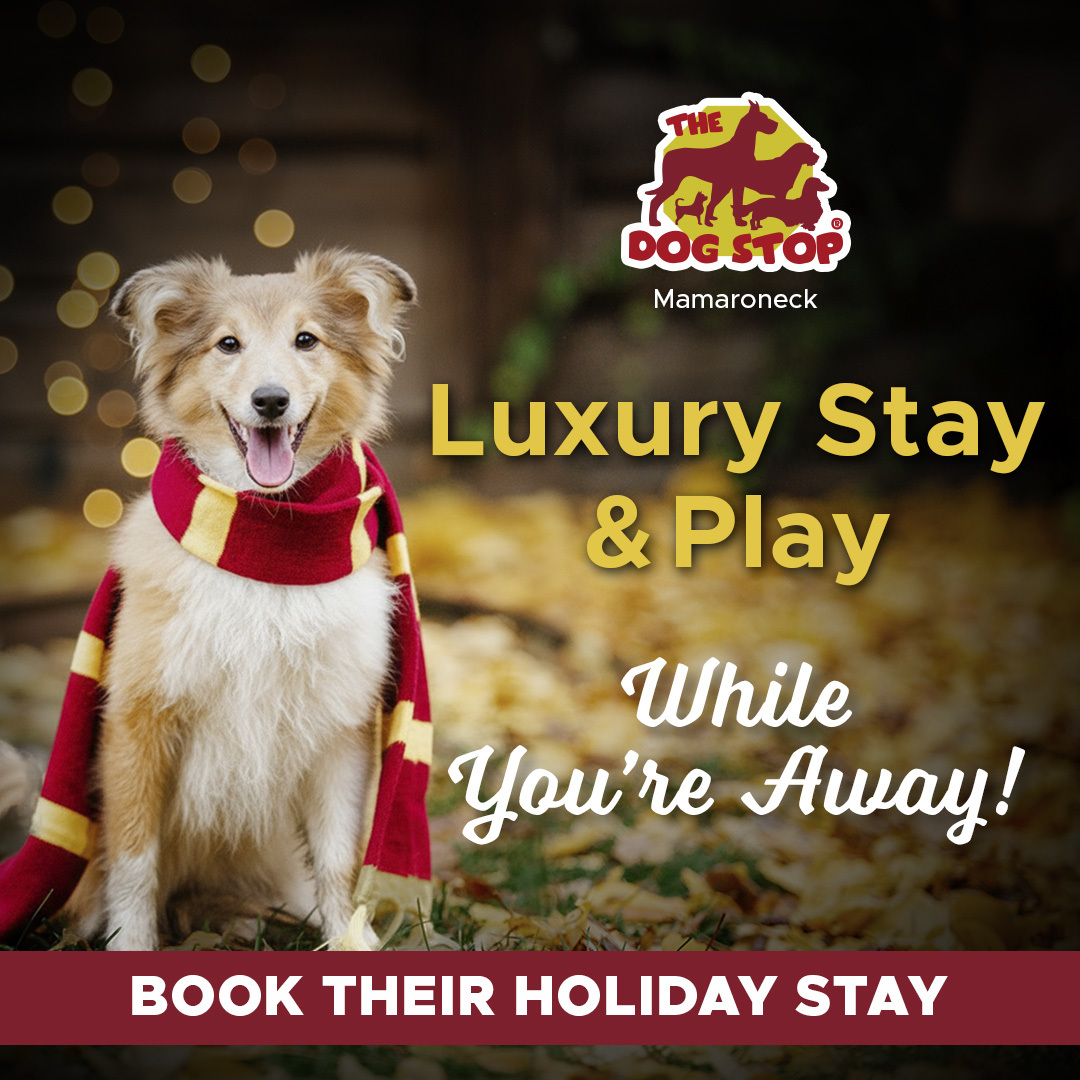 Holiday Boarding @ The Dog Stop®!