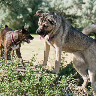 K9 Playtime Professional Pet Sitting