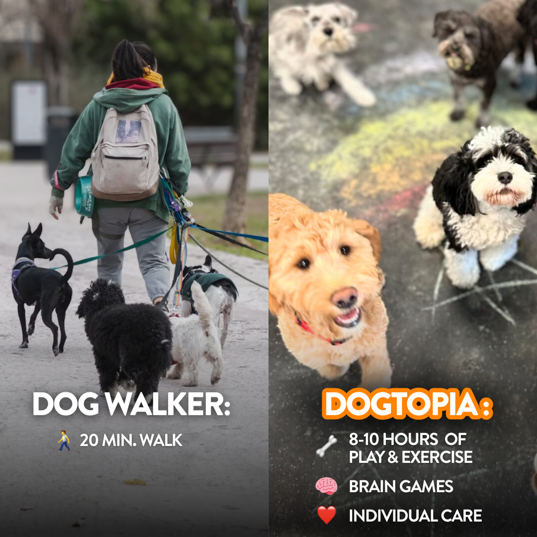 Dogtopia of Town & Country