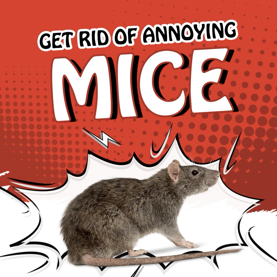 $49 Rodent Inspection – Stop Rats Before They Spread!