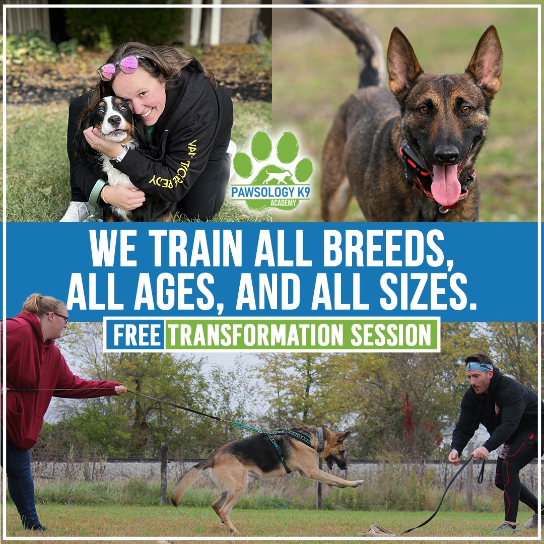 Out of Control Dog? We're Here to Help! 💯