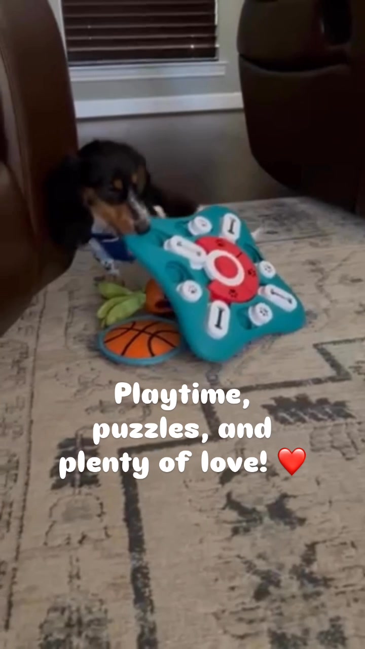 Travel Guilt-Free—We’ll Spoil Your Pup at Home