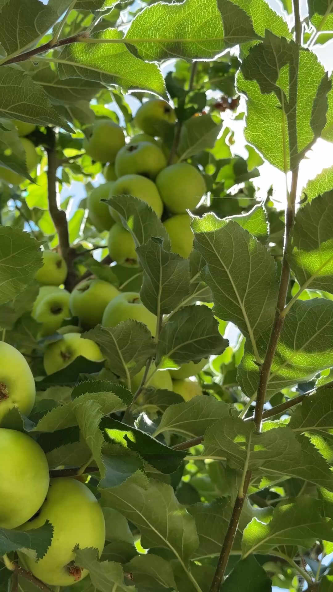 Kenwood Inn & Spa Day Spa ad creative