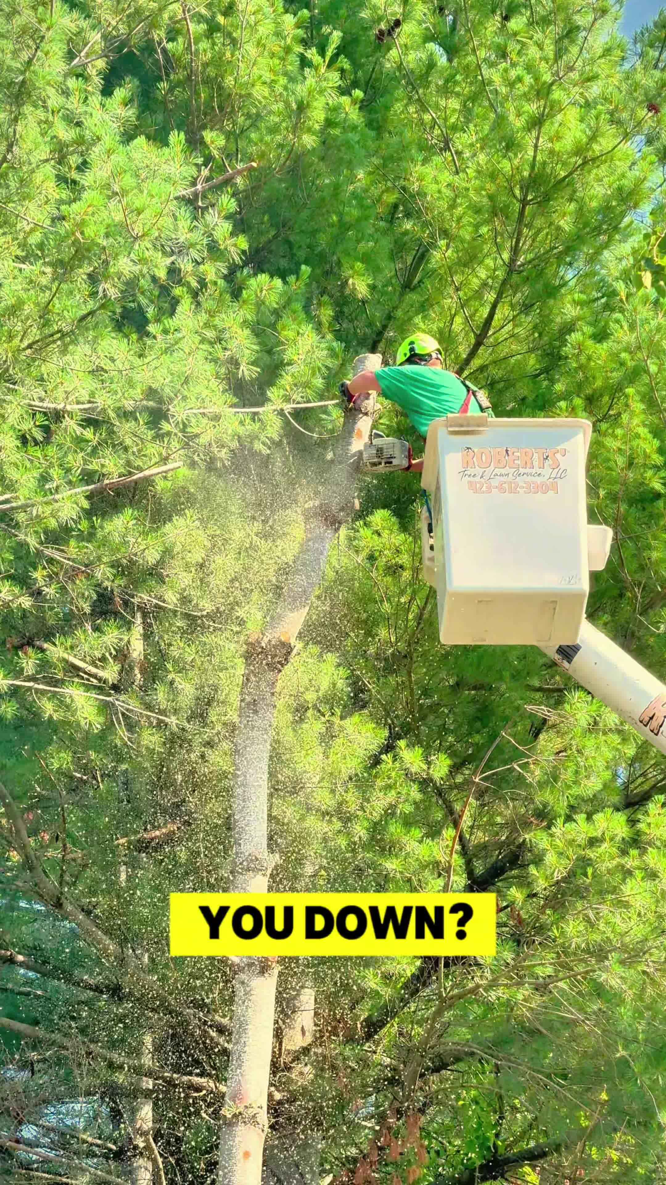 Free Tree Consultation – Protect Your Home This Storm Season 🌪️