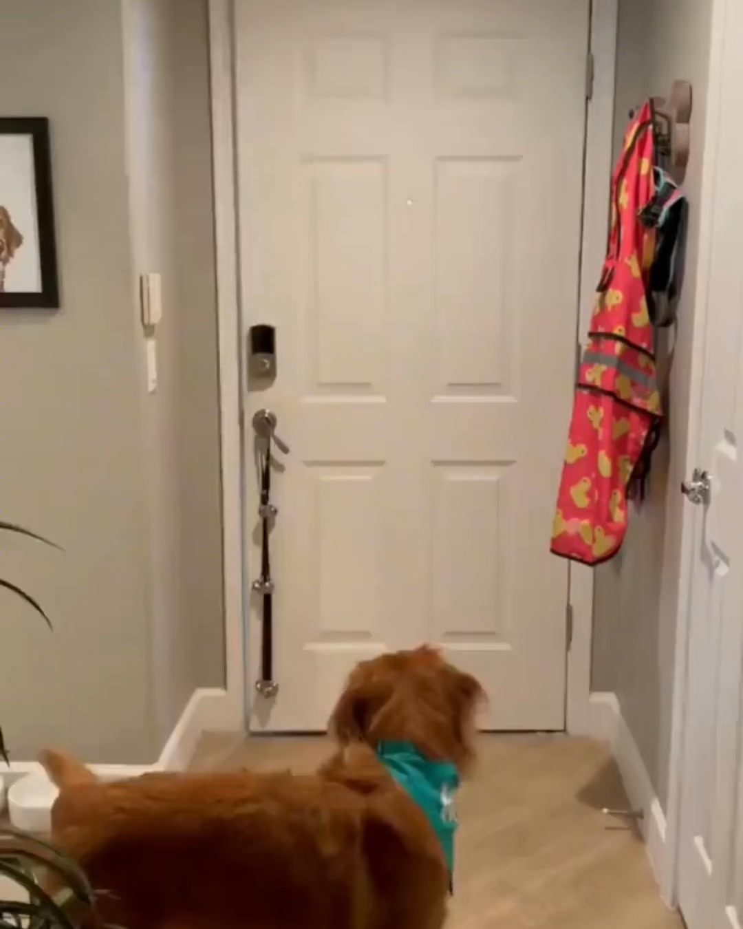 Trusted, Local Dog Walkers