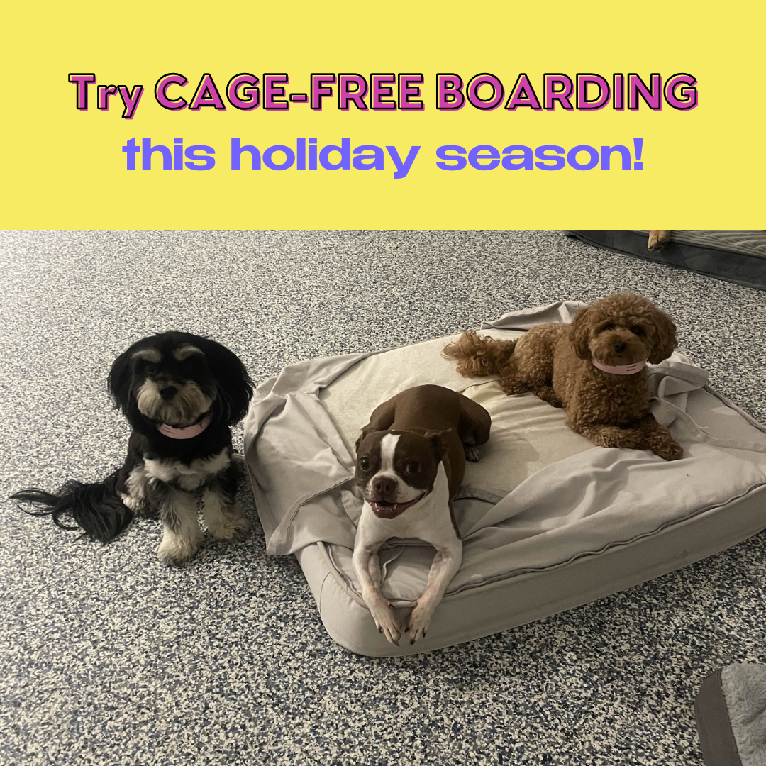 Thanksgiving Boarding Filling Fast!