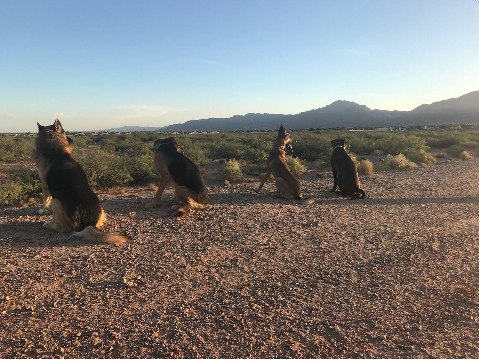 Off Leash K9 Training LLC, El Paso TX
