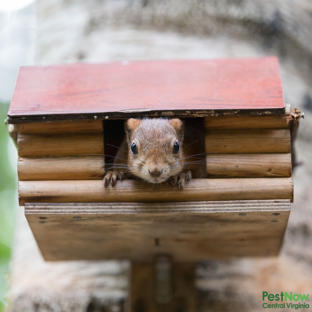 PestNow of Central Virginia Pest Control ad creative