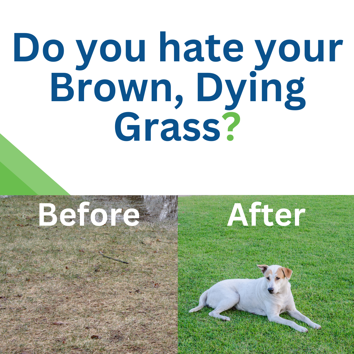 Your Pest Control and Yard Pros!📞