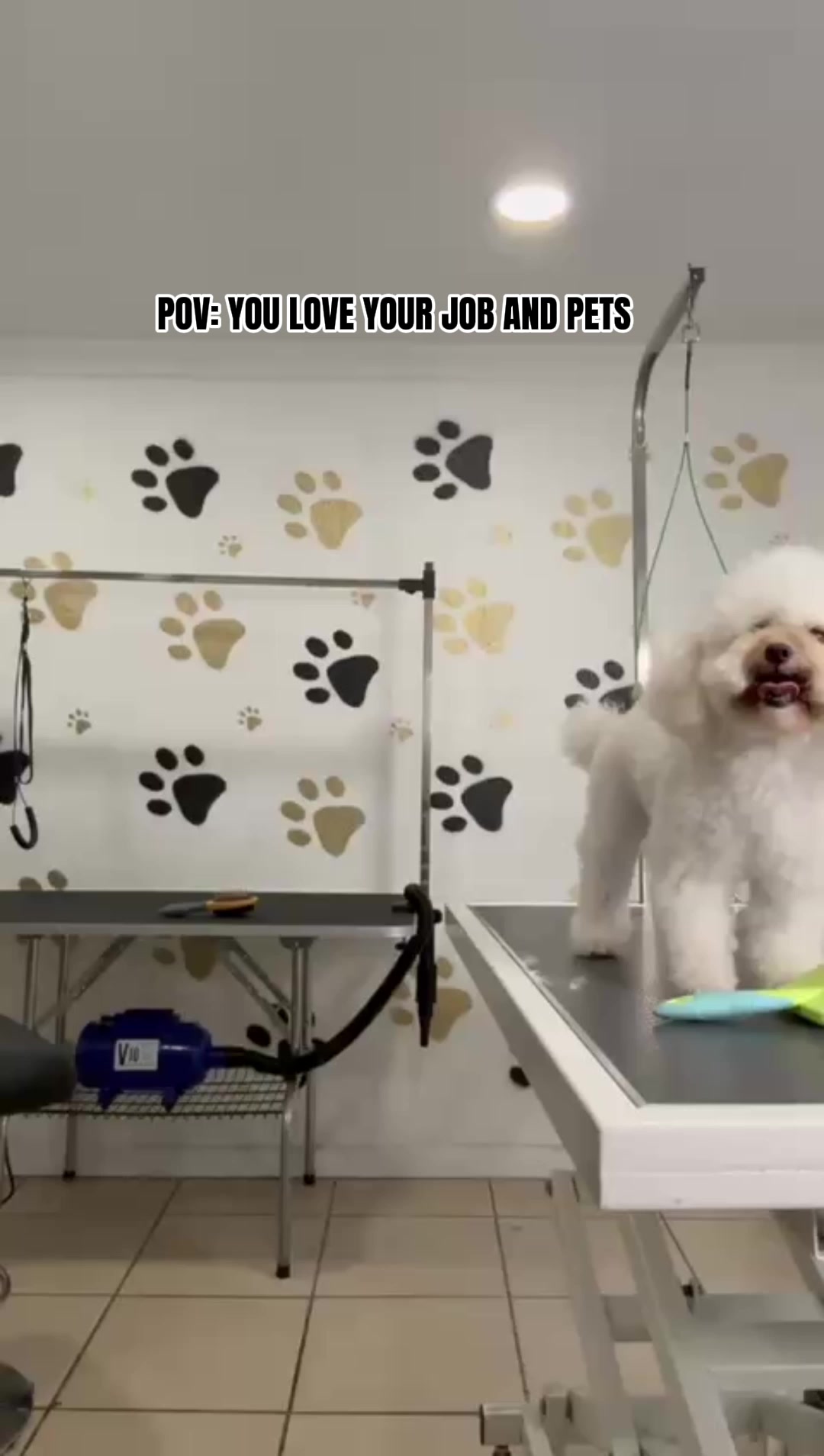 Tri-Citys Grooming Pros Pet Grooming ad creative