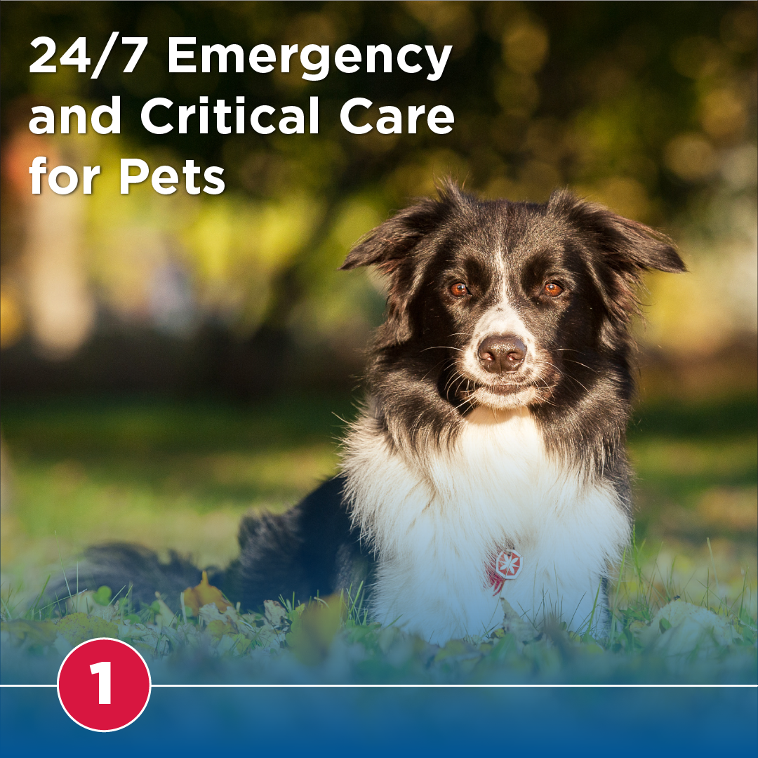 24/7 Emergency & Critical Care For Pets