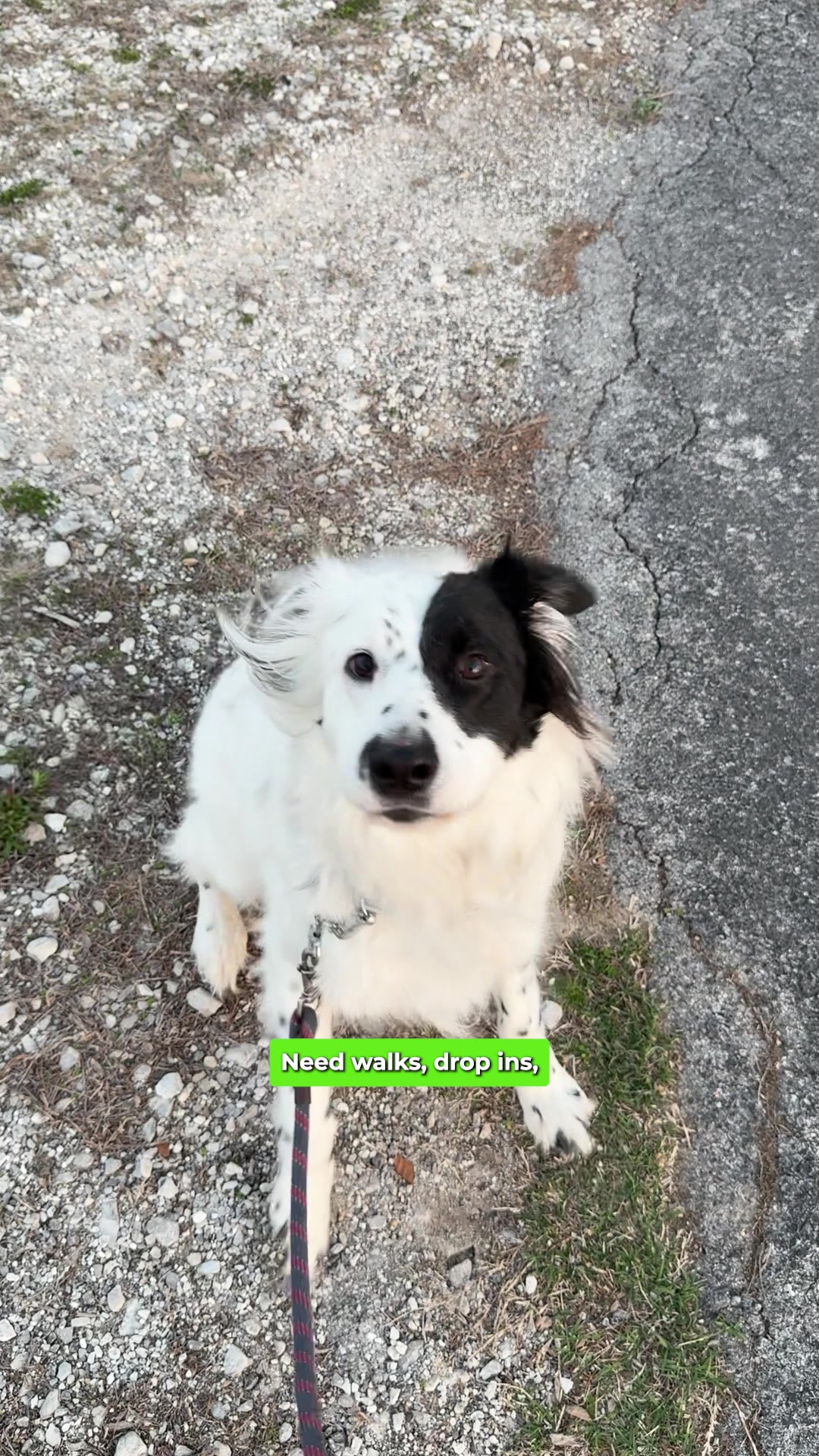 Today's Pet Care Pet Boarding ad creative