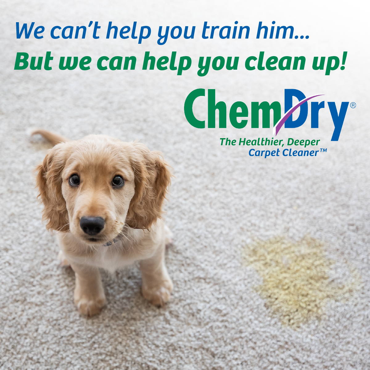 The Experts at Removing Pet Urine Odors