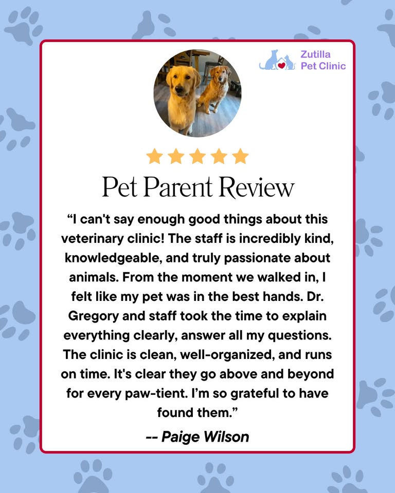 Zutilla Pet Clinic