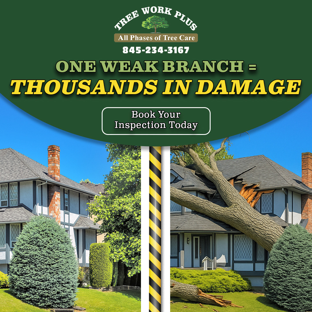 Tree Work Plus Tree Service ad creative