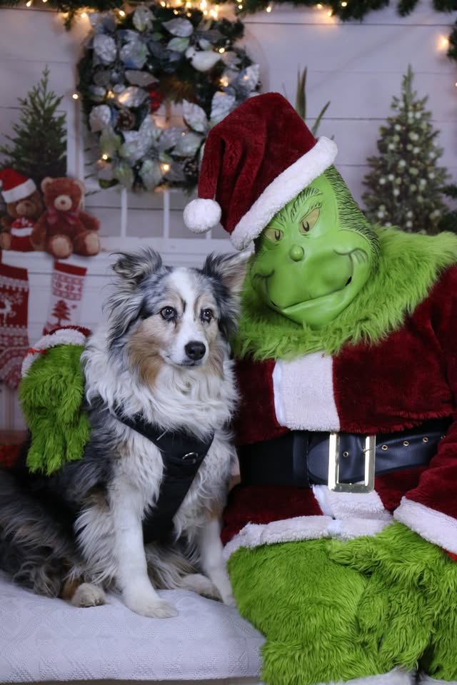 Holiday Pet Pictures