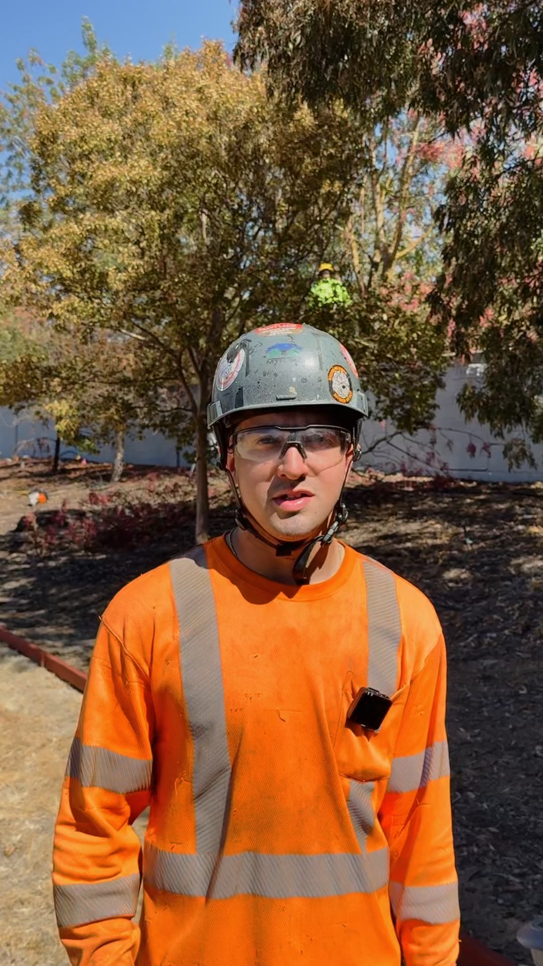 Find out how much tree removal cost