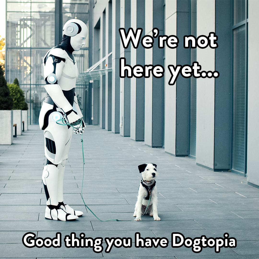 Dogtopia of Northville Pet Boarding ad creative
