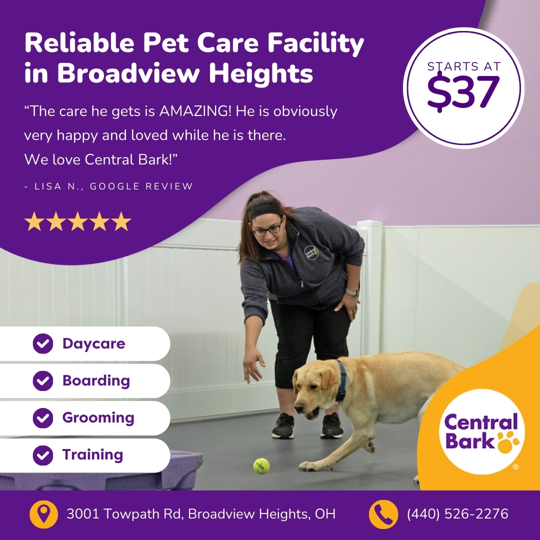 Today's Pet Care GoHighLevel Resellers ad creative