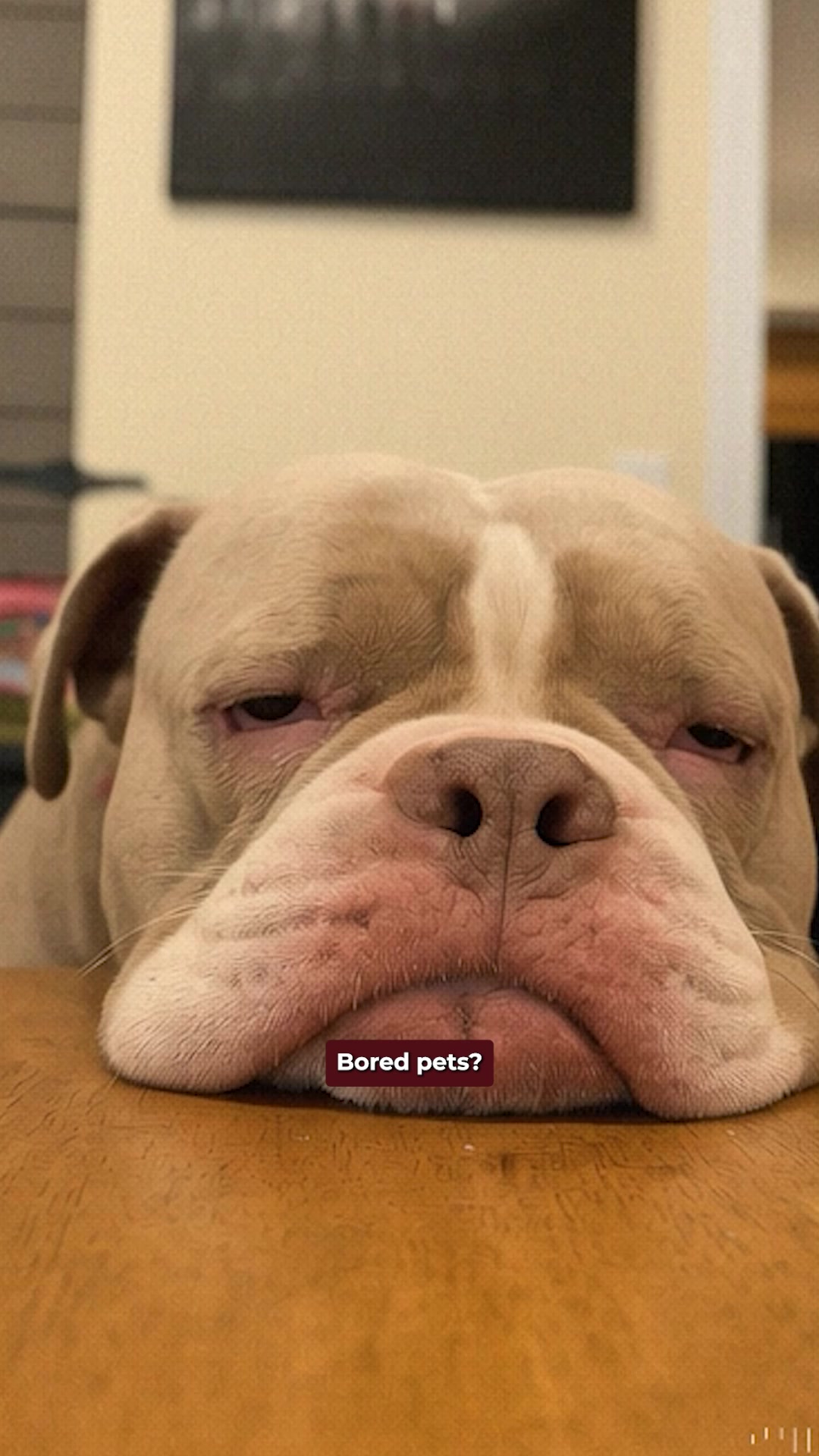 Today's Pet Care Pet Boarding ad creative