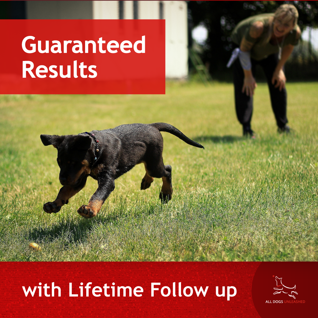 Get Your Dog Fully Trained in 2 Weeks