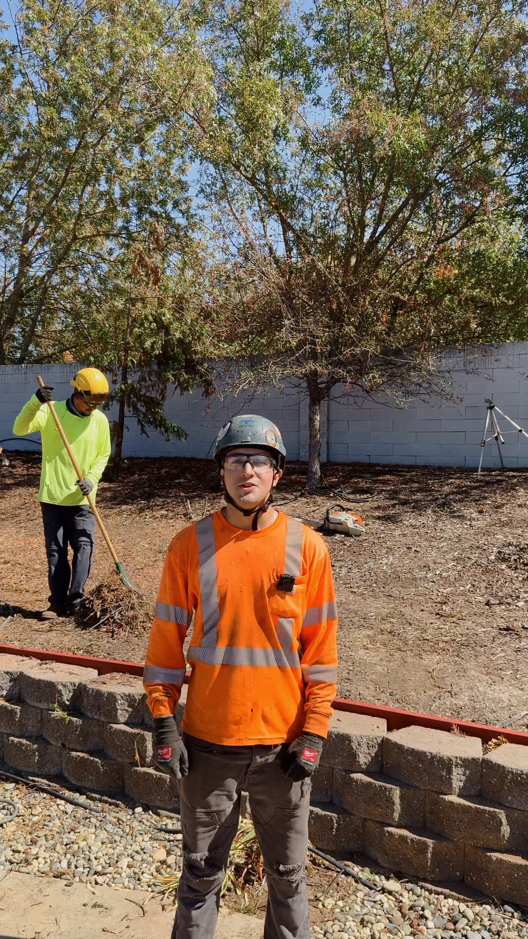 Find out how much tree removal cost