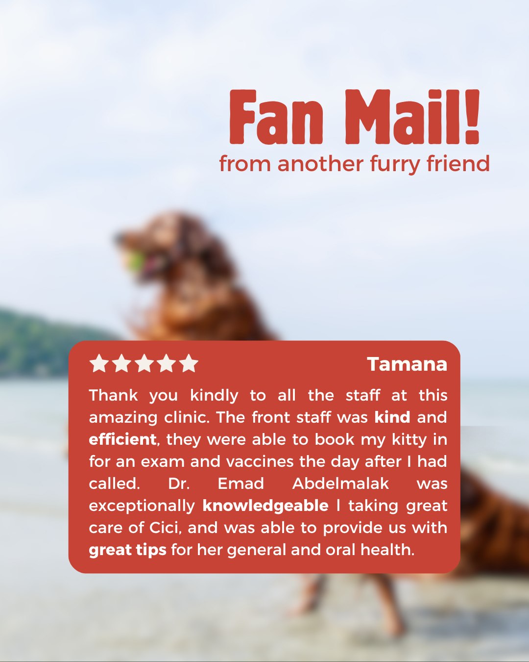 Langley Animal Clinic - Langley Animal Clinic