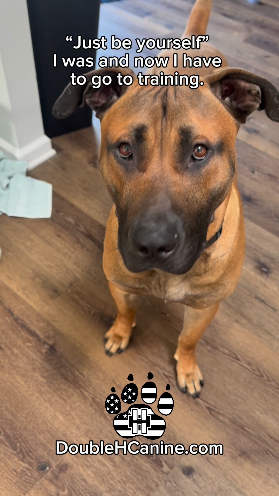 Double H Canine Training Academy Dog Training ad creative