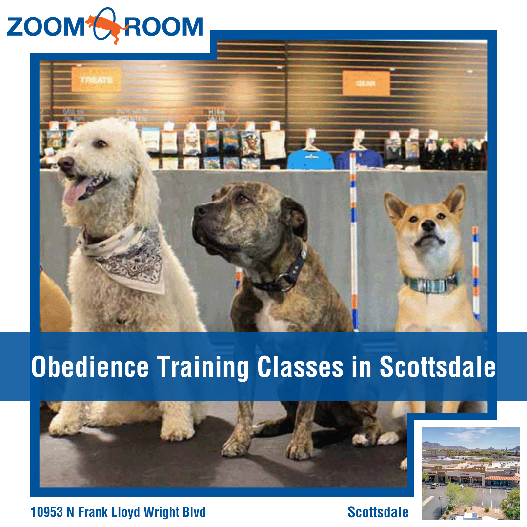 Zoom Room Dog Training