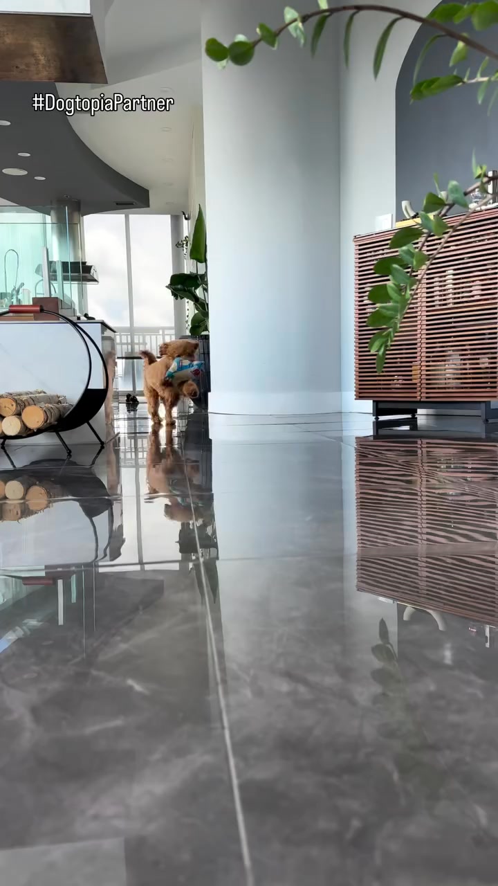 Dogtopia of Town & Country Pet Boarding ad creative