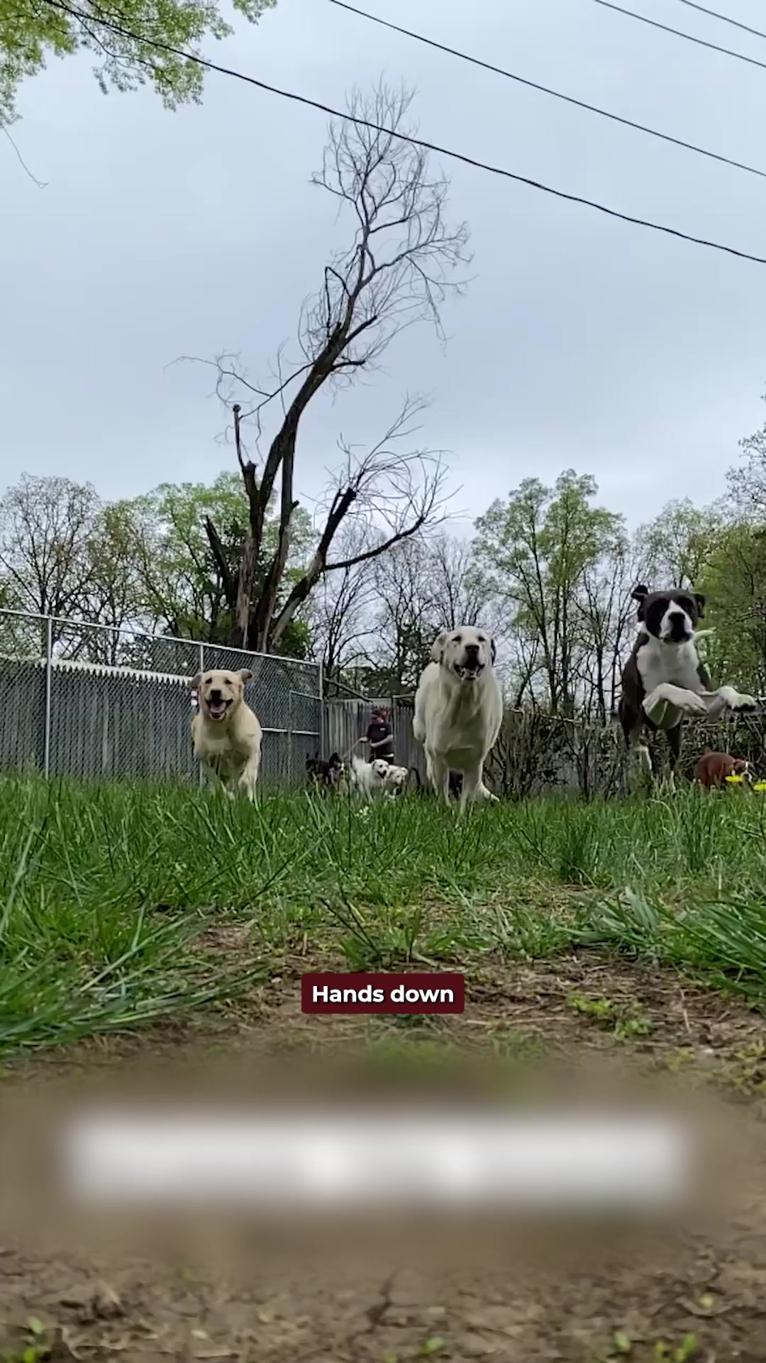 Today's Pet Care Pet Boarding ad creative