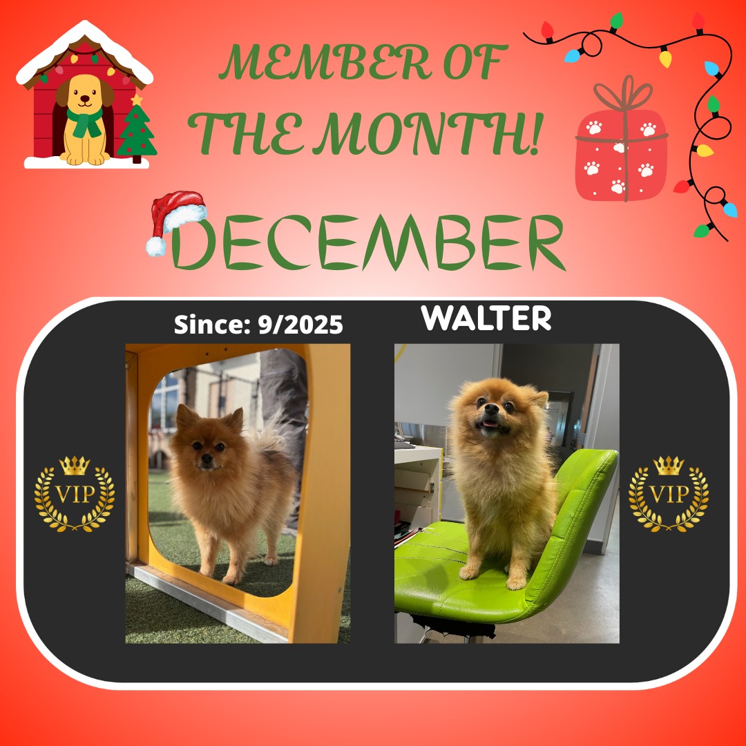 City Bark Centennial