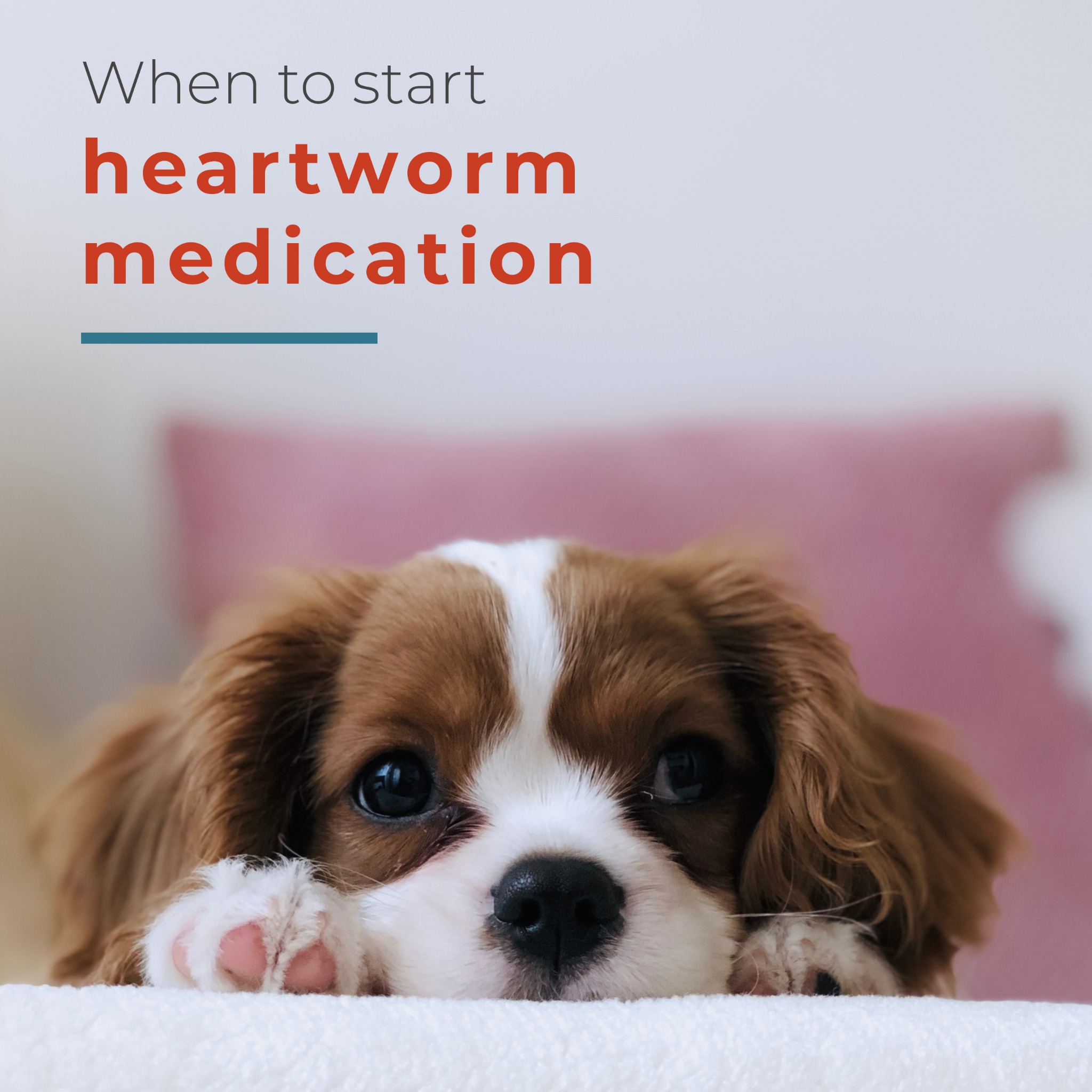 When should your pet start heartworm medication?
