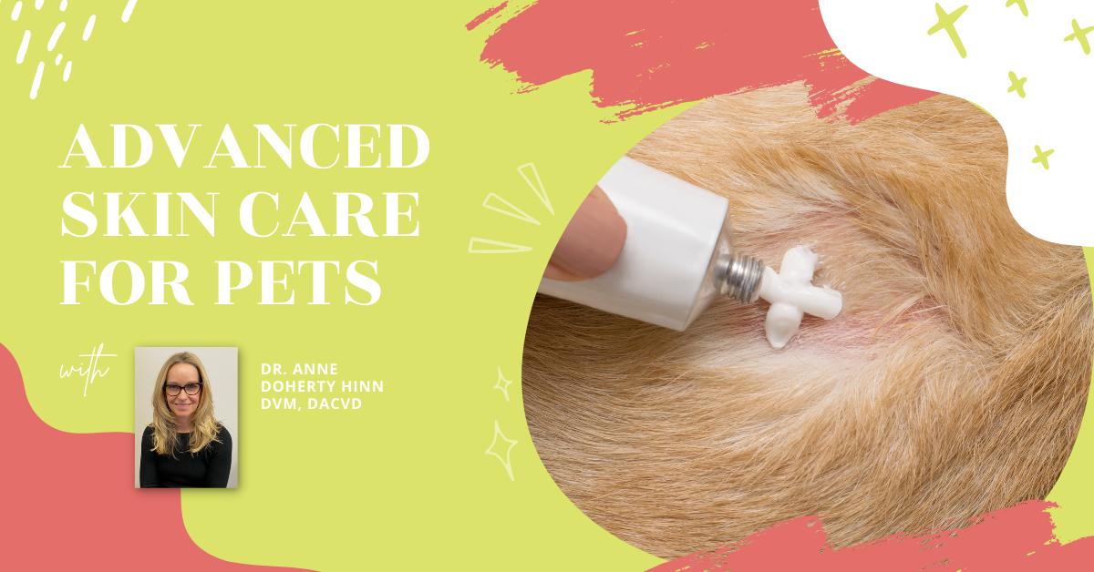 Carolina Veterinary Dermatology Clinic Veterinarian ad creative