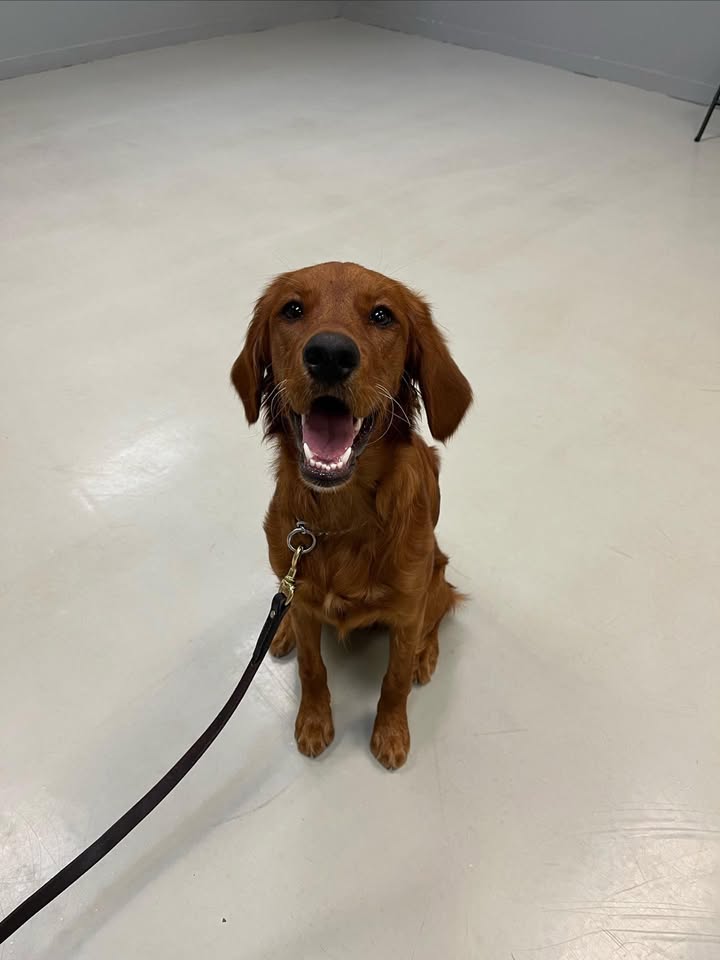 National K-9 Learning Center