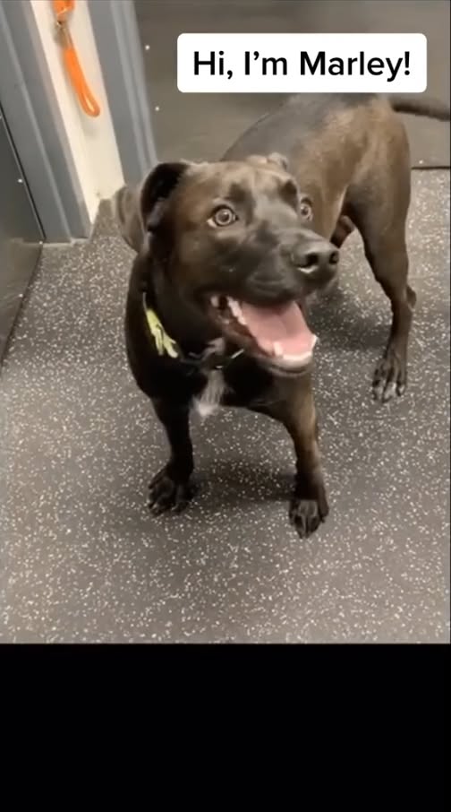 Dogtopia of Lafayette Pet Boarding ad creative